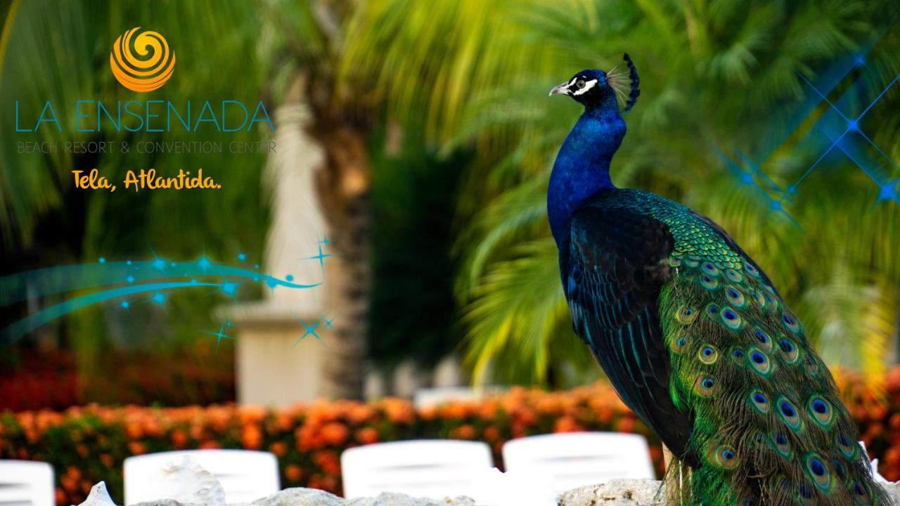 La Ensenada Beach Resort Tela Buitenkant foto